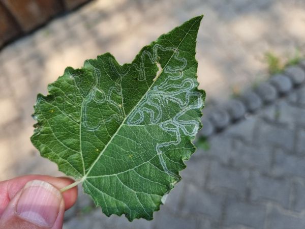 Listovn&iacute;ček Phyllocnistis labyrinthella