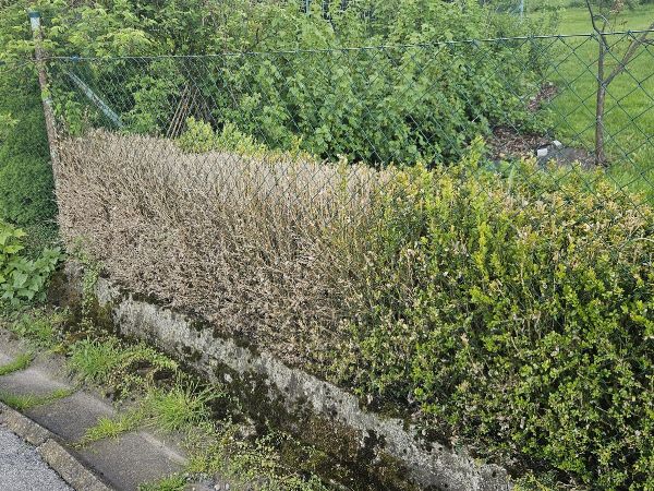 V&iacute;jačka kru&scaron;p&aacute;nov&aacute;