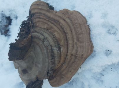 Lesklok&ocirc;rovka ploch&aacute;