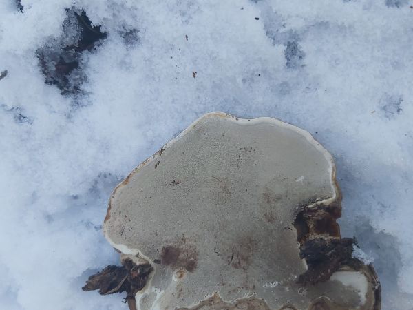 Lesklok&ocirc;rovka ploch&aacute;