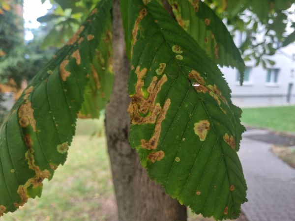 Plosk&aacute;čik paga&scaron;tanov&yacute;