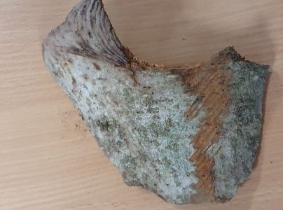 A - nejednoznačne určen&yacute;, nie sme si ist&iacute;