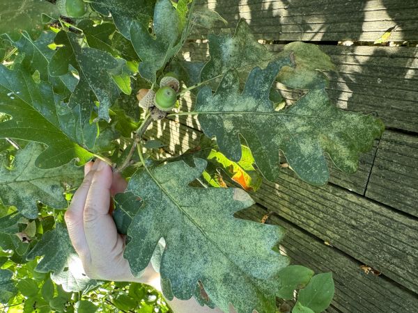 Sietnička dubov&aacute;