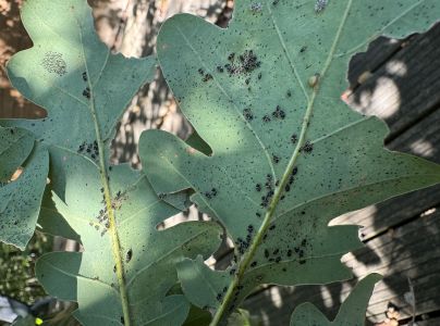 Sietnička dubov&aacute;