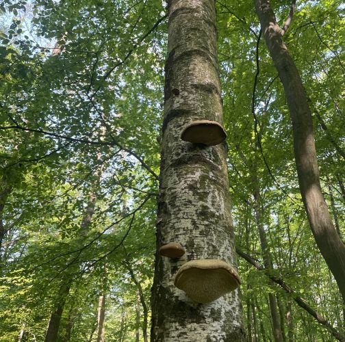  Vladimír Šalgovič