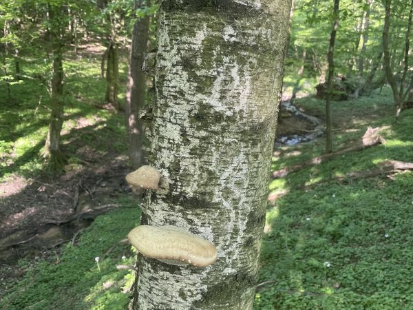 Brezovn&iacute;k obyčajn&yacute;