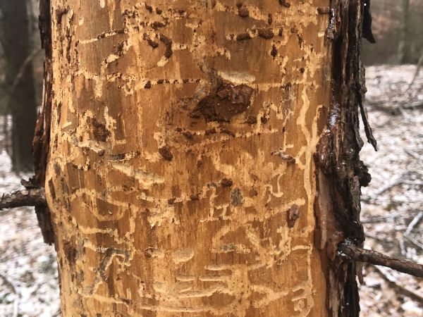 A - nejednoznačne určen&yacute;, nie sme si ist&iacute;