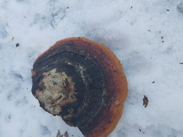 Pr&aacute;chnovček p&aacute;sikav&yacute; 