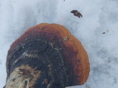 Pr&aacute;chnovček p&aacute;sikav&yacute; 