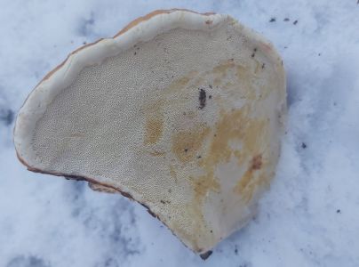 Pr&aacute;chnovček p&aacute;sikav&yacute; 