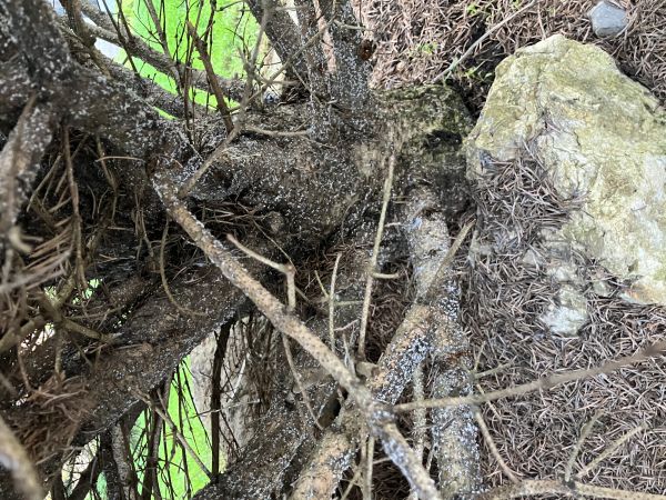 K&ocirc;rovnica jedľov&aacute; 