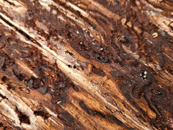 Lykožr&uacute;t smrekov&yacute;