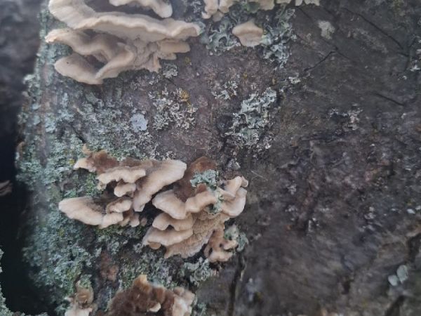 Tr&aacute;movka plotov&aacute;