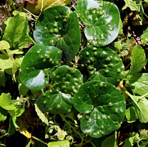 Ing. Ladislav kočik