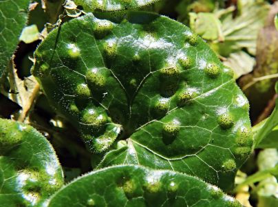 A - nie je v datab&aacute;ze