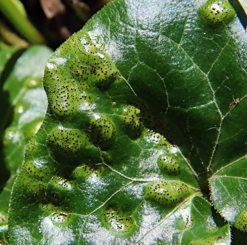 Ing. Ladislav kočik