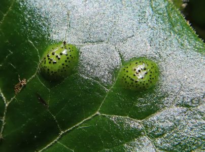 A - nie je v datab&aacute;ze