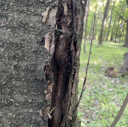  Vladimír Šalgovič