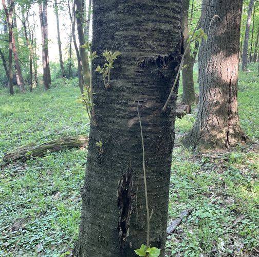  Vladimír Šalgovič