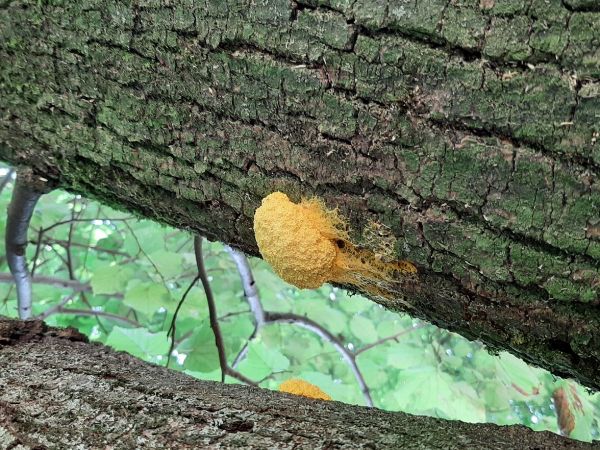 A - nie je v datab&aacute;ze