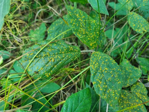 Hrdza ostružinov&aacute;