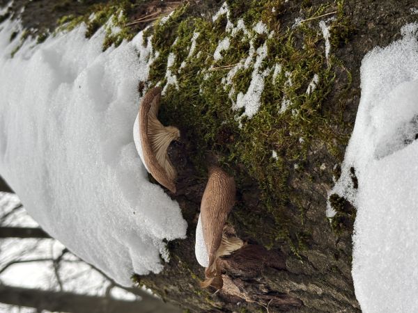 Hliva ustricovit&aacute;