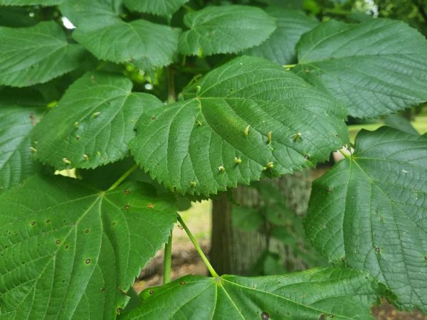 Roztoč Vlnovn&iacute;k lipov&yacute;