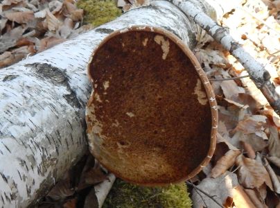 Brezovn&iacute;k obyčajn&yacute;