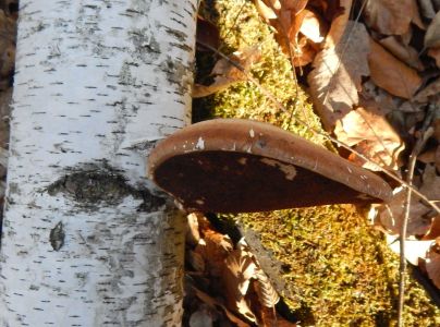 Brezovn&iacute;k obyčajn&yacute;