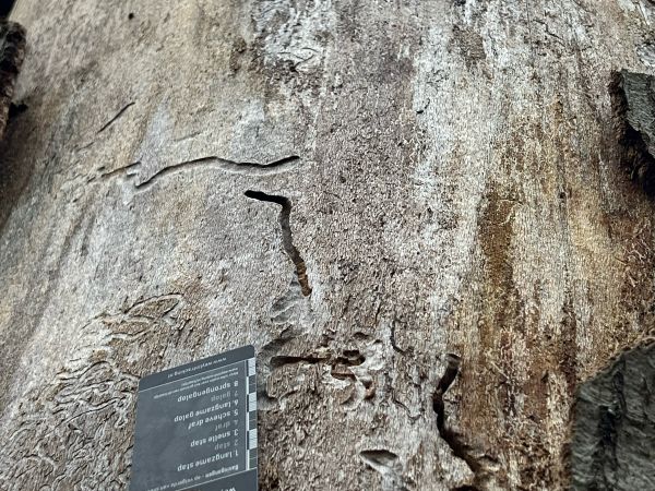 Krasoň zelenkast&yacute;