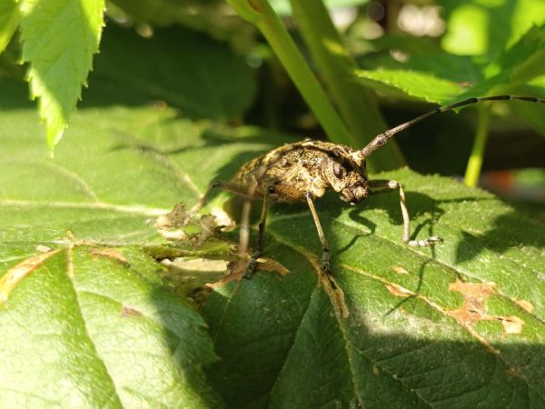 A - nejednoznačne určen&yacute;, nie sme si ist&iacute;