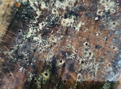 Drvin&aacute;rik čierny