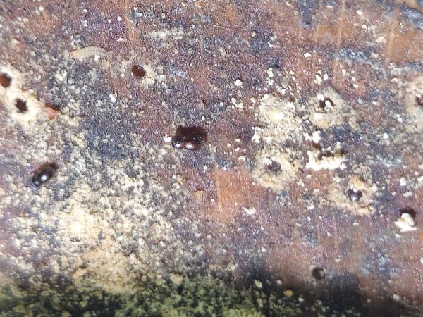 Drvin&aacute;rik čierny