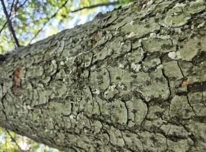 Treptoplatypus oxyurus