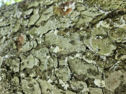 Treptoplatypus oxyurus