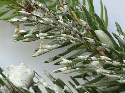 A - nejednoznačne určen&yacute;, nie sme si ist&iacute;