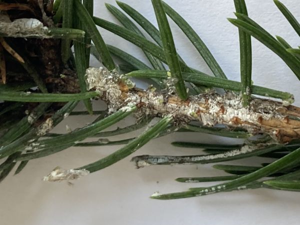 A - nejednoznačne určen&yacute;, nie sme si ist&iacute;