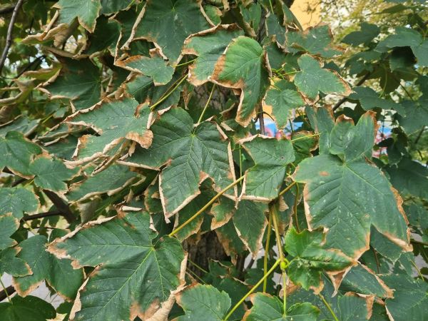 Teplo, sucho a &uacute;pal