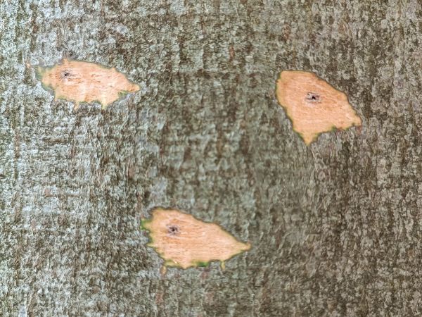 Lykožr&uacute;t bukov&yacute;