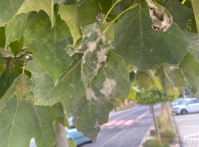 M&uacute;čnatka platanov&aacute;