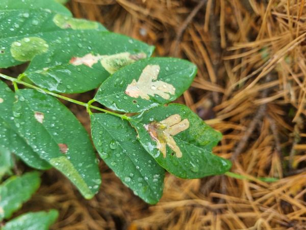 Psotka ag&aacute;tov&aacute; 