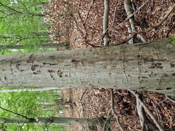 Lykožr&uacute;t bukov&yacute;