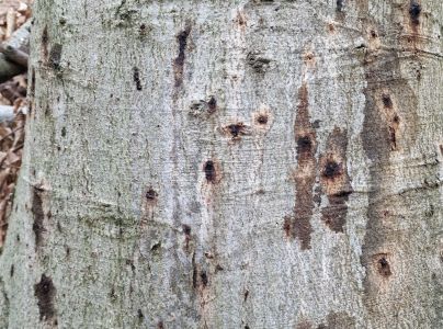 Lykožr&uacute;t bukov&yacute;