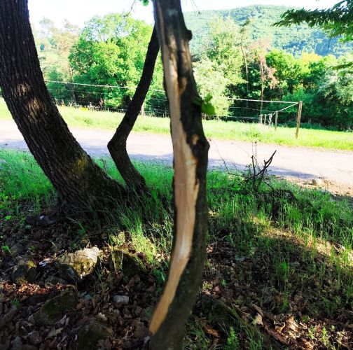 Miroslava Horáková 