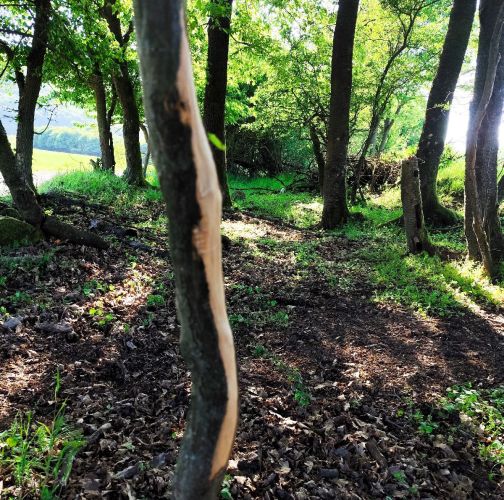 Miroslava Horáková 