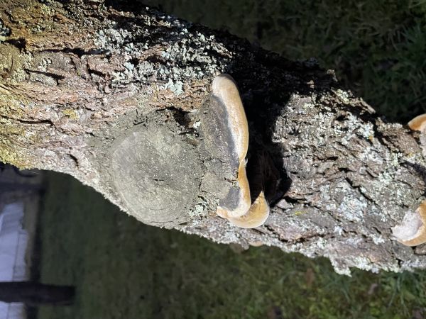 Ohňovec slivkov&yacute;