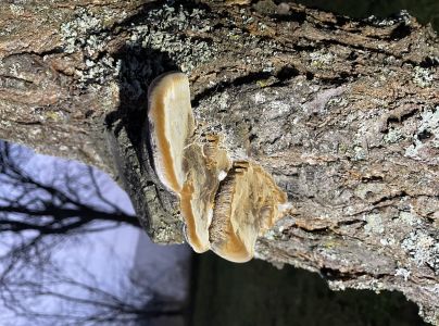 Ohňovec slivkov&yacute;