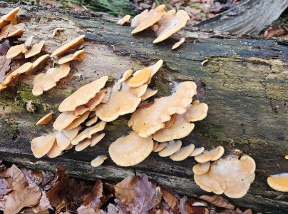 A - nie je v datab&aacute;ze