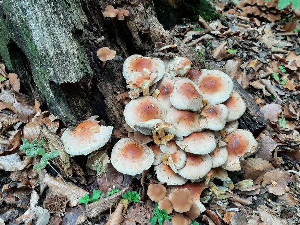 A - nie je v datab&aacute;ze