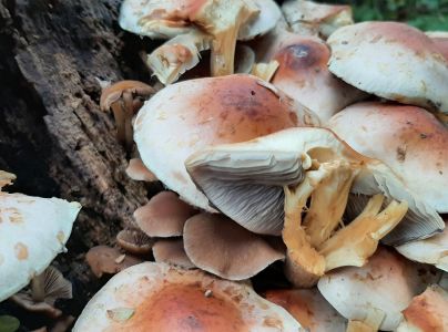 A - nie je v datab&aacute;ze